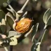 ⁦שמן חוחובה⁩ – תמונה ⁦2⁩