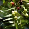 ⁦שמן נים - קטן⁩ – תמונה ⁦3⁩