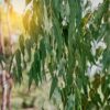 ⁦שמן אתרי אקליפטוס⁩ – תמונה ⁦2⁩