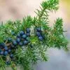⁦שמן אתרי ג'וניפר / ערער⁩ – תמונה ⁦2⁩